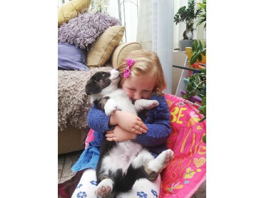 PoulaTo: Welsh Corgi Cardigan κουτάβια